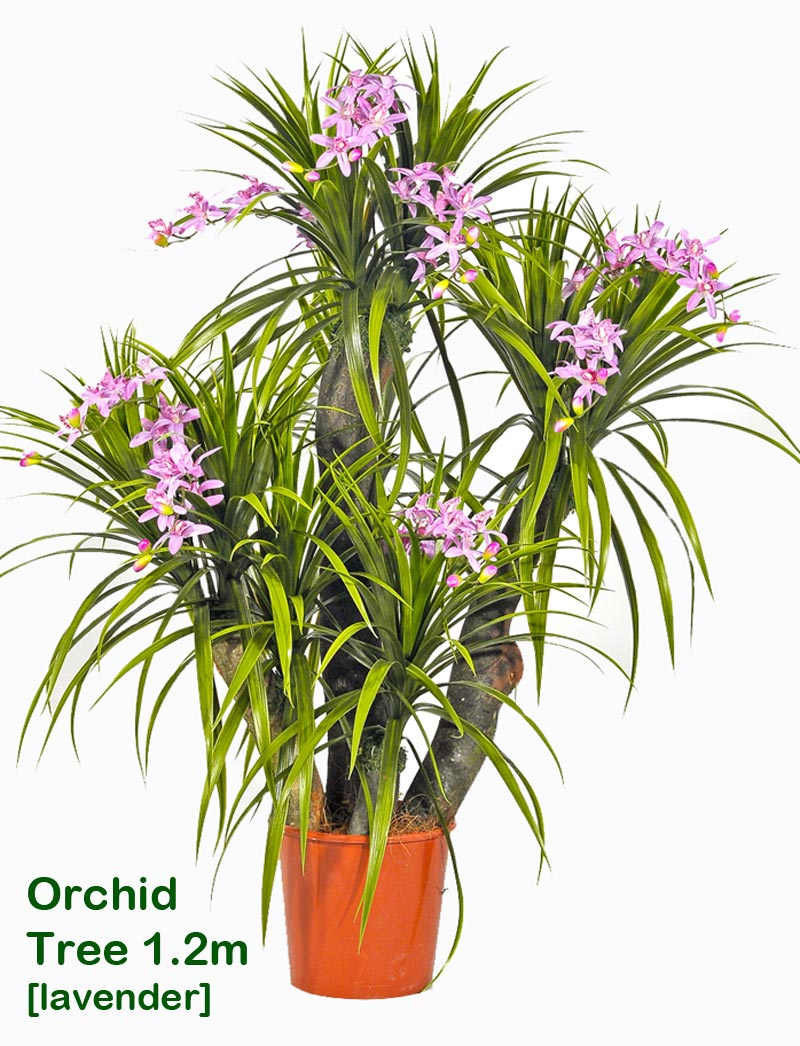 Orchid Trees 1m