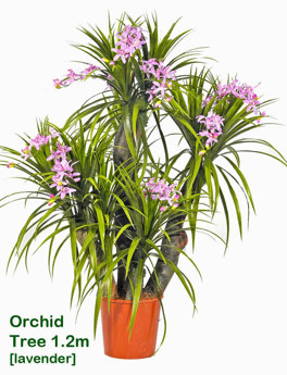 Orchid Trees 1.2m sml