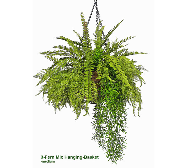 Hanging Baskets- 3-Fern Mix