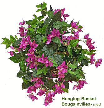 Hanging Baskets- Bougainvillea [medium]