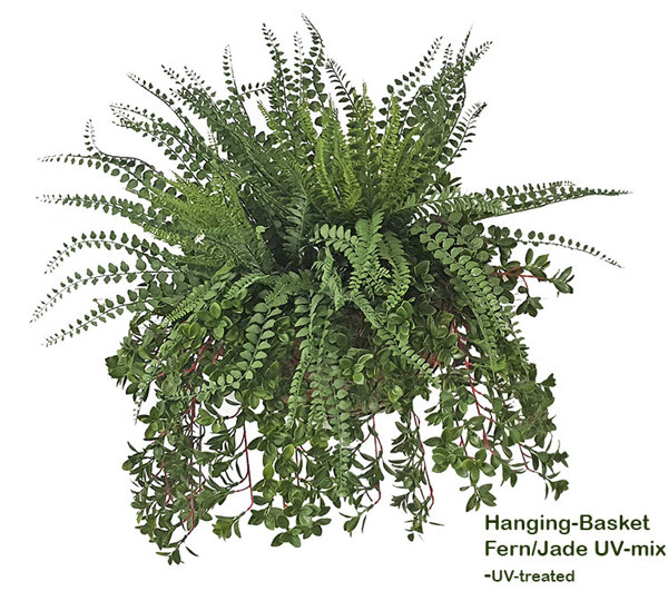 Hanging Baskets- UV-Fern/Jade -medium