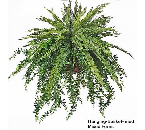 Hanging Baskets- Mixed-Ferns (medium)
