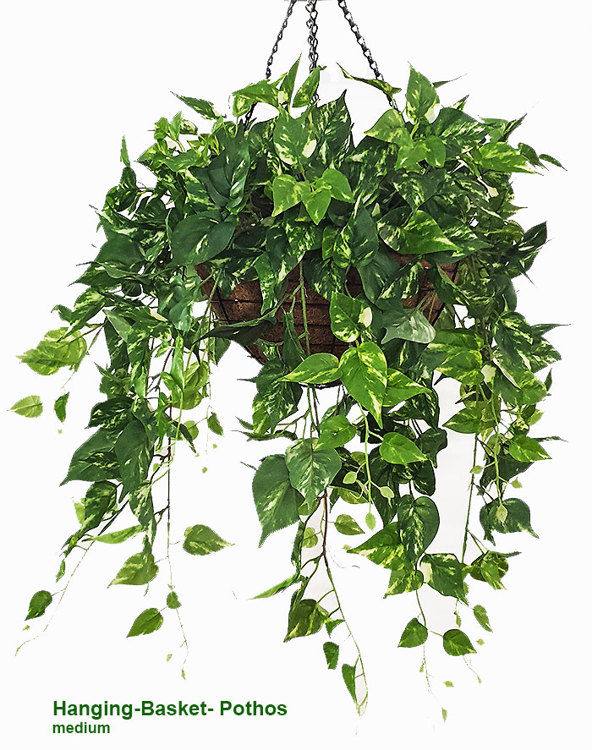 Articial Plants - Hanging Baskets- Pothos {small}
