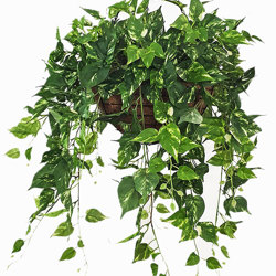 Hanging Baskets- Pothos (medium) - artificial plants, flowers & trees - image 1