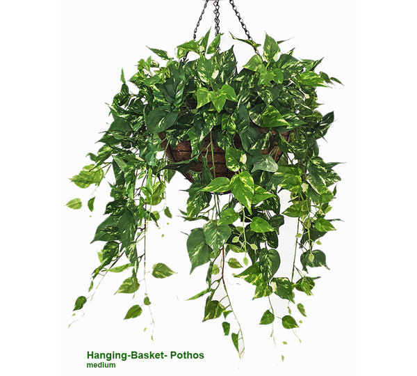 Hanging Baskets- Pothos (medium)