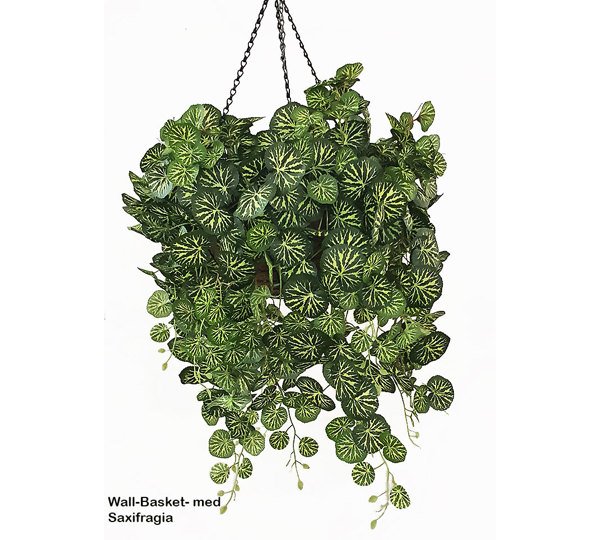 Hanging Baskets- Saxifragia {med}