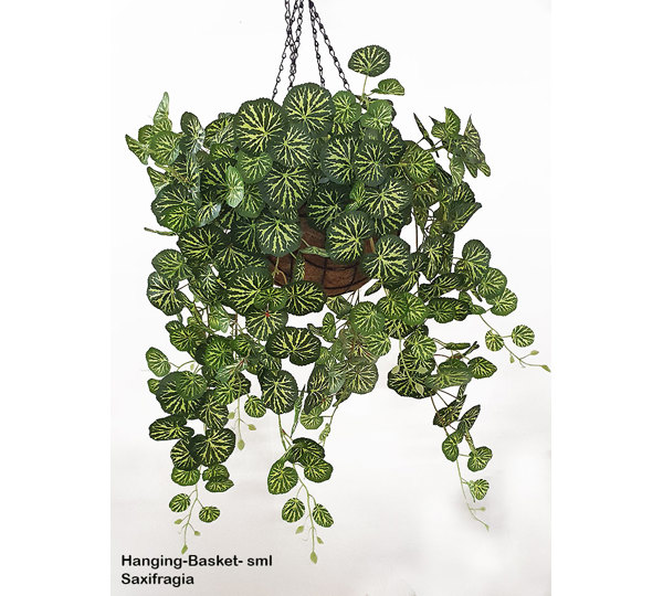Hanging Baskets- Saxifragia {small}