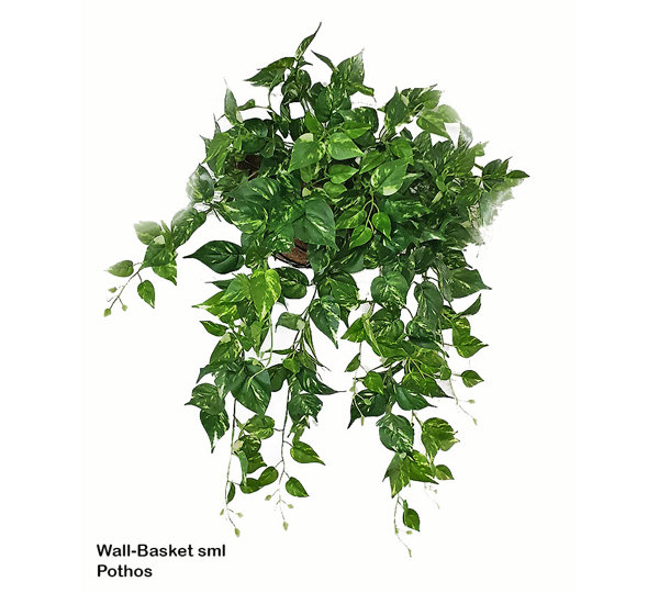 Wall-Baskets Pothos- sml