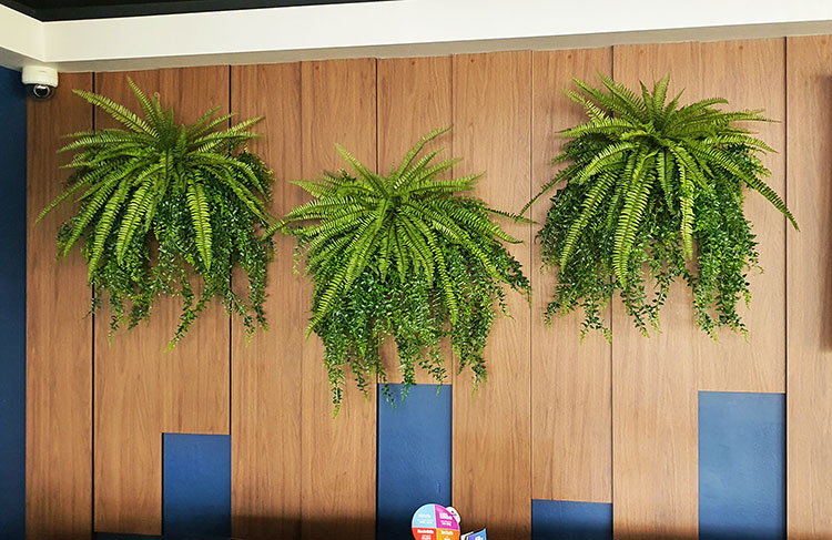 Wall-Baskets Mixed Ferns- med