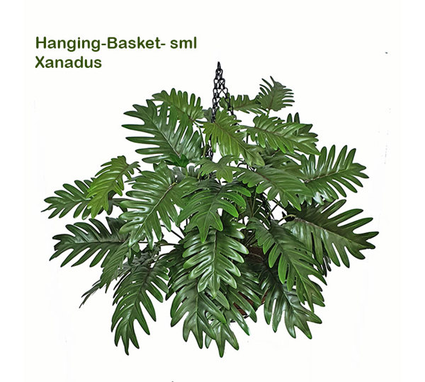 Hanging Baskets- Xanadus (small)
