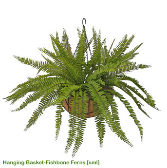 Hanging Baskets- Ferns (small)