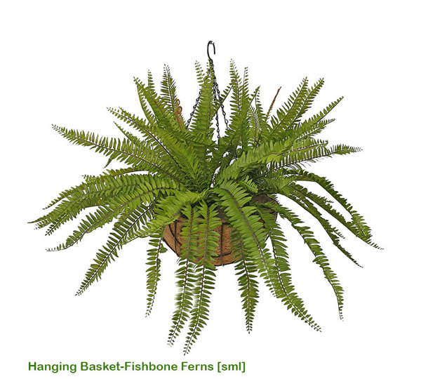Hanging Baskets- Ferns (small)