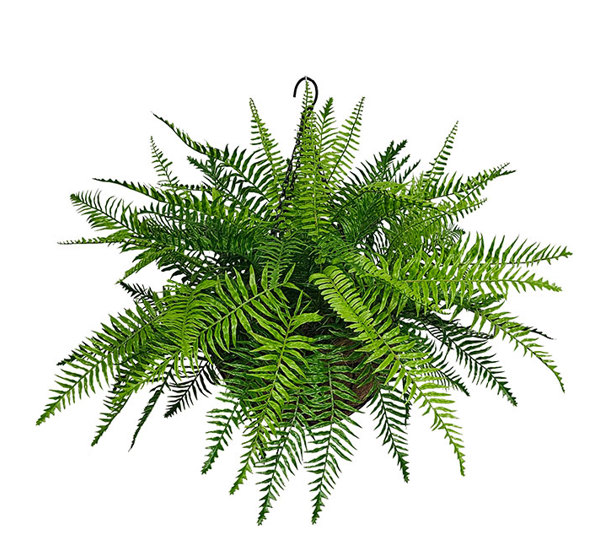 Hanging Baskets- Boston Ferns UV (small)
