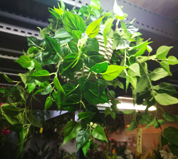 Trailing Bush- lge Philo