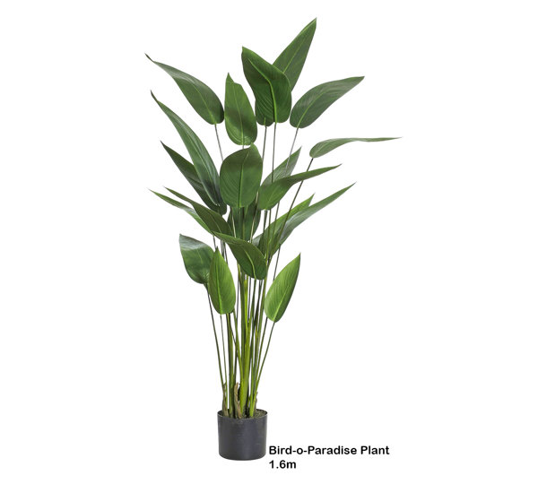 Bird of Paradise Plant 1.6m