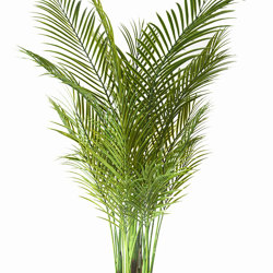 Alexander Palm 1.6m UV-treated - artificial plants, flowers & trees - image 9