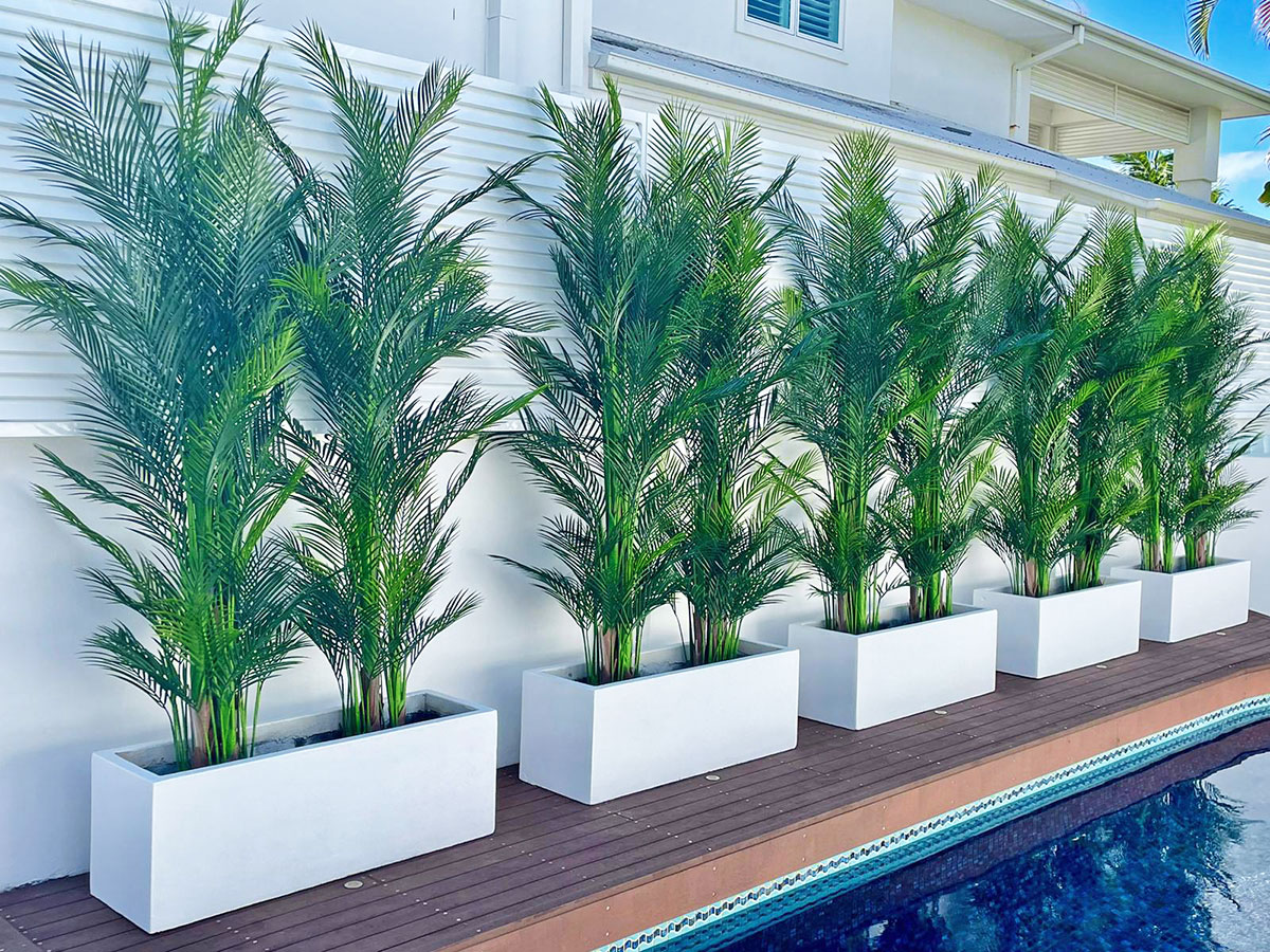 Alexander Palm 2.4m UV-treated