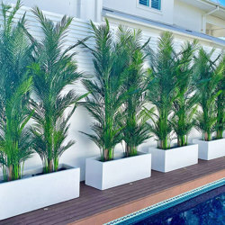 Alexander Palm 2.4m UV-treated - artificial plants, flowers & trees - image 3