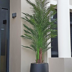 Alexander Palm 2.1m UV-treated  - artificial plants, flowers & trees - image 1