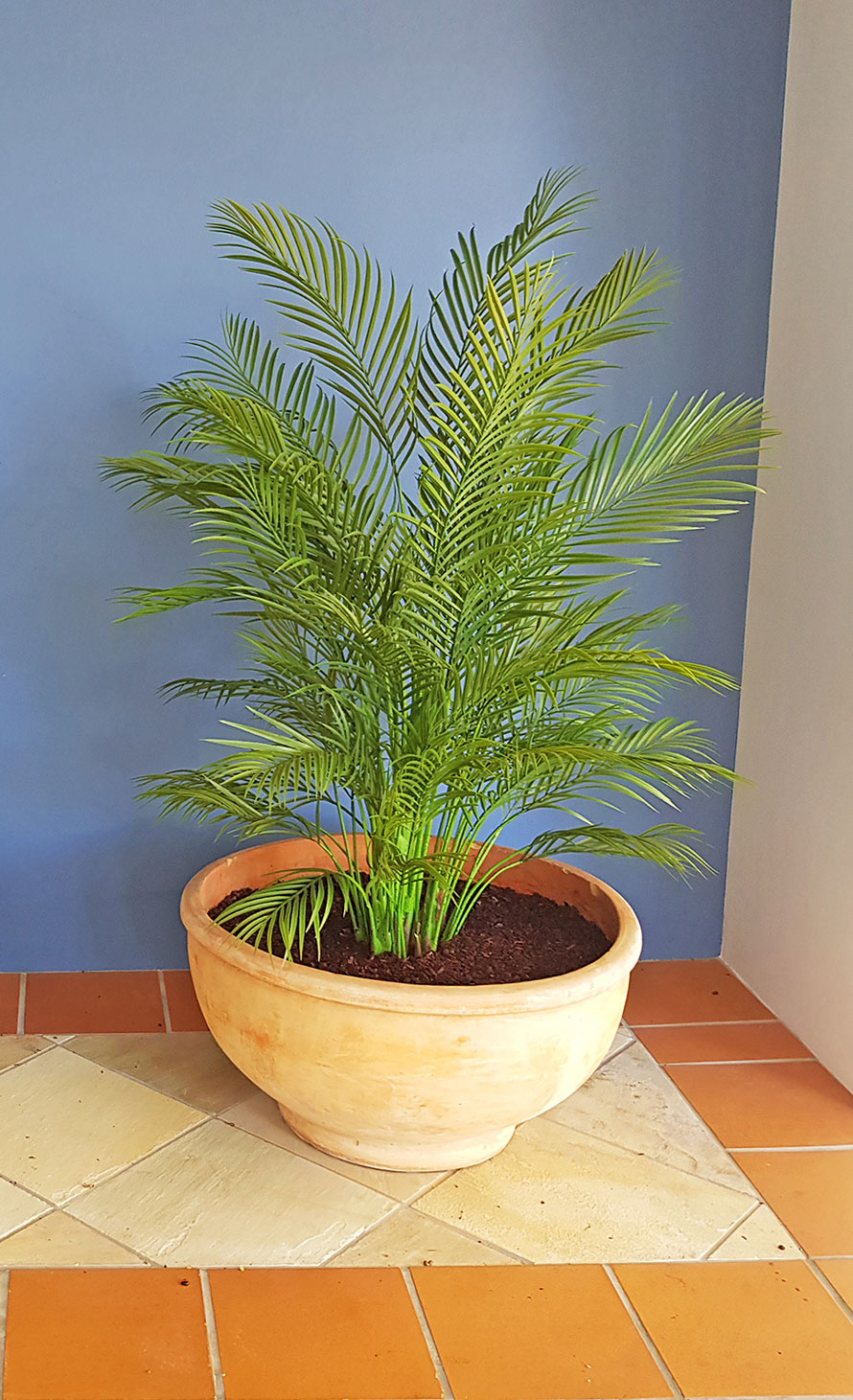 Alexander Palm 1.4m UV-treated