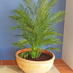 Alexander Palm 1.6m UV-treated - artificial plants, flowers & trees - image 5