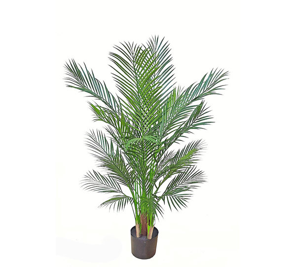 Alexander Palm 1.4m UV-treated