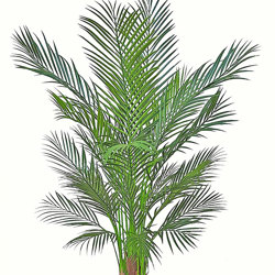 Alexander Palm 1.4m UV-treated - artificial plants, flowers & trees - image 9