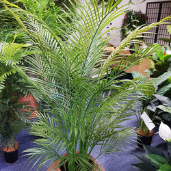 Alexander Palm 2.1m UV-treated  - artificial plants, flowers & trees - image 4