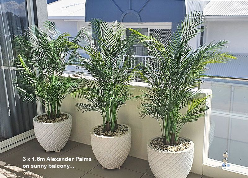 Alexander Palm 2.4m UV-treated