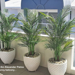 Alexander Palm 1.6m UV-treated - artificial plants, flowers & trees - image 3