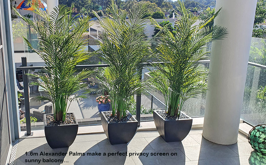 Alexander Palm 2.4m UV-treated