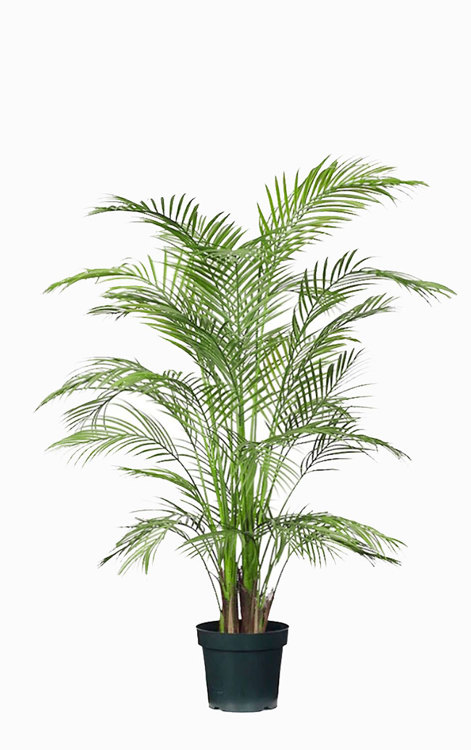 Articial Plants - Alexander Palm 1.2m UV-treated