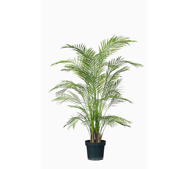 Alexander Palm 1.2m UV-treated