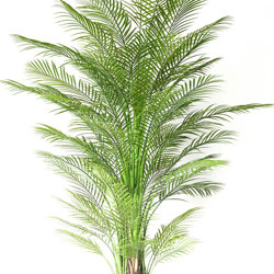 Alexander Palm 2.4m UV-treated - artificial plants, flowers & trees - image 10