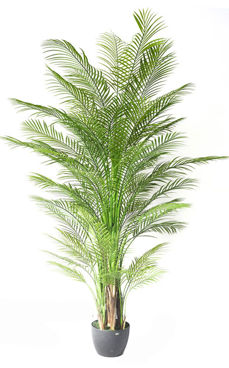 Articial Plants - Alexander Palm 2.4m UV-treated