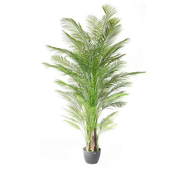 Alexander Palm 2.4m UV-treated
