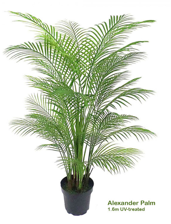 Articial Plants - Alexander Palm 1.6m UV-treated