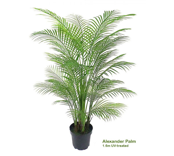 Alexander Palm 1.6m UV-treated