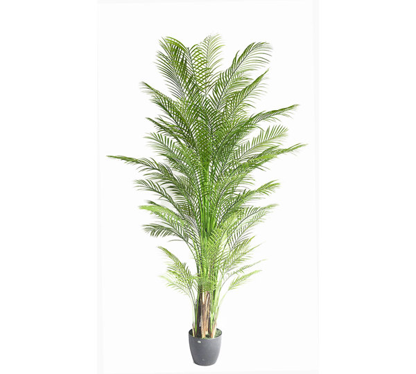 Alexander Palm 2.1m UV-treated