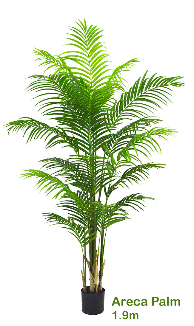 Areca Palm 2.1m