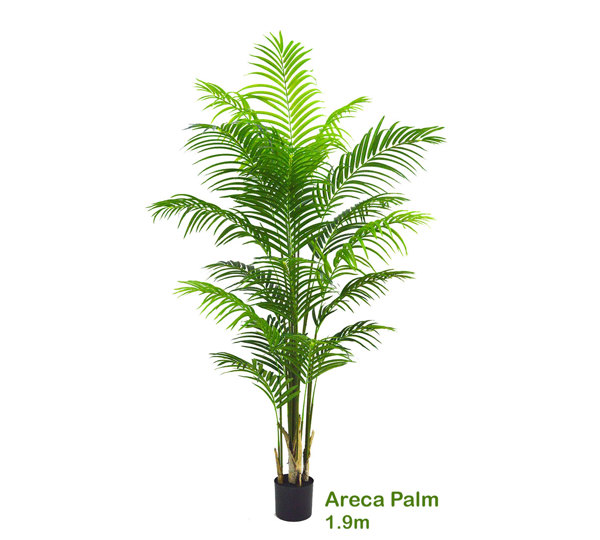 Areca Palm 1.9m