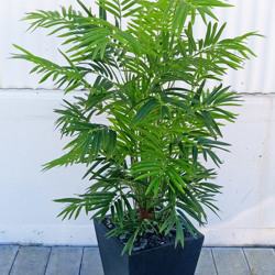 Bamboo Palm 1.2m - artificial plants, flowers & trees - image 2