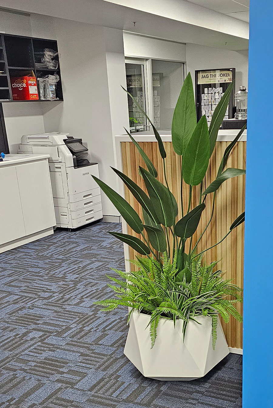 Bird of Paradise Plant 1.6m