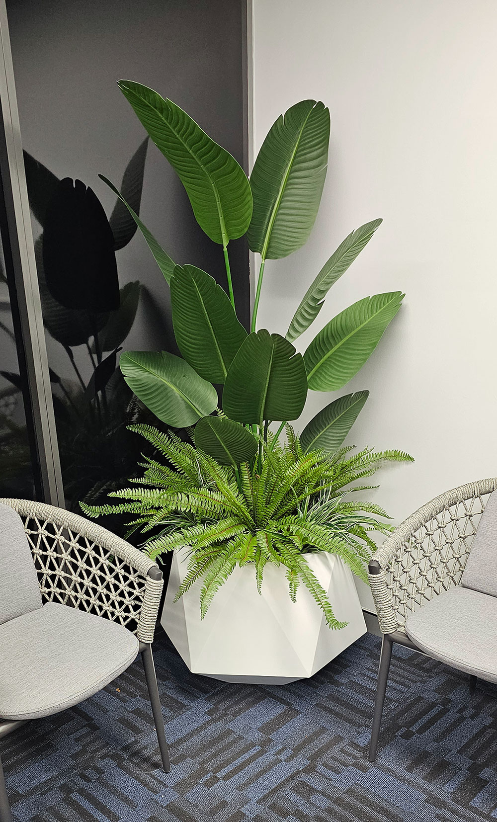 Heliconia Palms- 1.8m