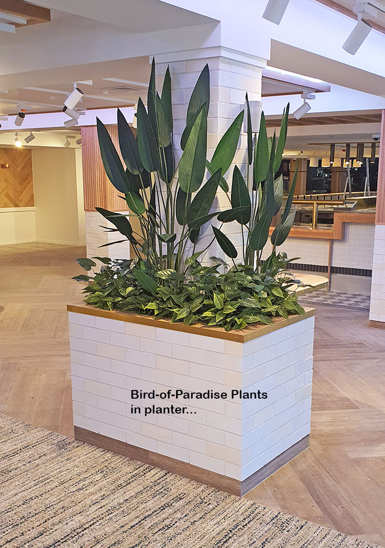 Bird of Paradise Plant 1.6m