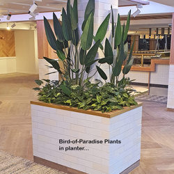 Bird of Paradise Plant 1.6m - artificial plants, flowers & trees - image 4