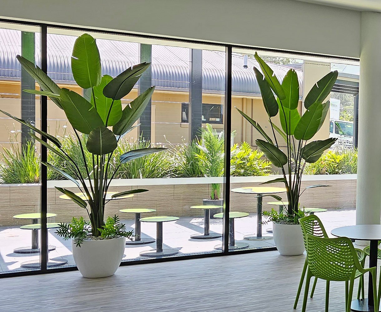 Heliconia Palms- 1.8m