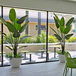 Heliconia Palms- 1.8m - artificial plants, flowers & trees - image 7
