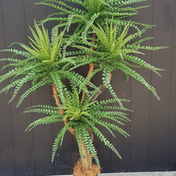 Button Palm 1.2m x 3 heads sml - artificial plants, flowers & trees - image 3