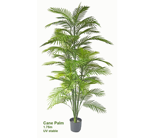 Cane Palm 1.75m-UV stable